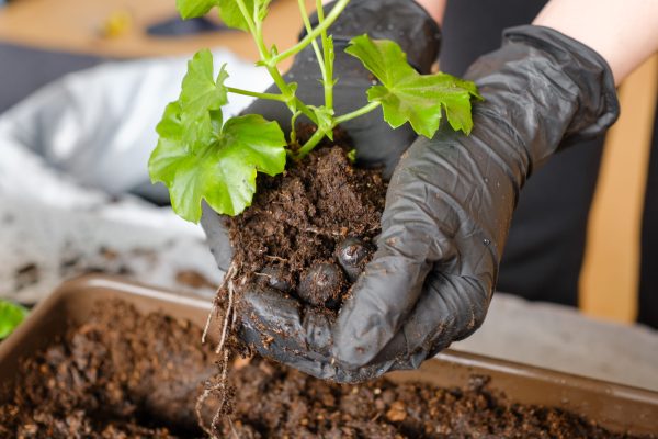 Woman transplanting pelargonium or plant into the bigger pot. Planting flowers at home on the balcony