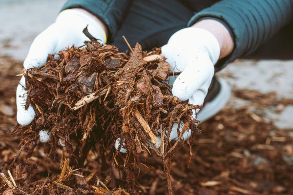 gardener's gloved hands hold garden mulch recycled from tree bark and wood cuts. Natural fertilizer for soil, mulching, recycling of biological waste