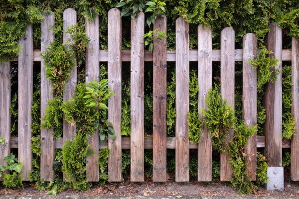 Wooden fence overgrown with green ivy and juniper on a cloudy spring day. Cozy courtyard in a provincial town. Close-up.